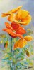 Yellow Orange Poppies painting by Sue Graham